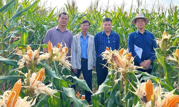 467860701_547800531449879_5126188289337565913_n-104456_810.jpg Viện trưởng Nguyễn Xuân Thắng (bìa trái) bên cạnh các giống ngô do Viện nghiên cứu. Ảnh: Bảo Thắng.