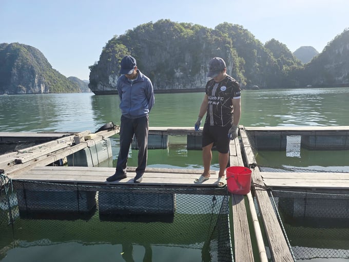 dich-benh-ca-bien-6-104352_830.jpg Anh Phạm Văn Thìn (bên trái ảnh), kiểm tra tình hình sức khỏe đàn cá thời điểm giao mùa. Ảnh: Đinh Mười.