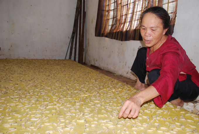 dsc_0163-095926_899.jpg Nghệ nhân ưu tú Phan Thị Thuận đang kiểm tra tằm. Ảnh: NNVN.