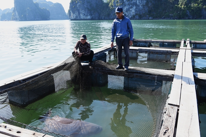 dsc_1271-211846_702.jpg Con cá song vua nặng 100kg. Ảnh: Dương Đình Tường.