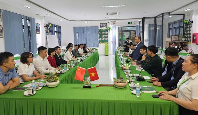 The businesses learned about DT Group's sea grape production. Photo: KS.