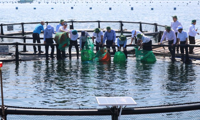 HDPE cages are adaptable to natural disasters and environmentally friendly. Photo: KS.