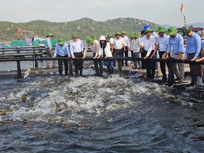 Khanh Hoa is replicating the pilot model of high-tech marine farming. Photo: KS.
