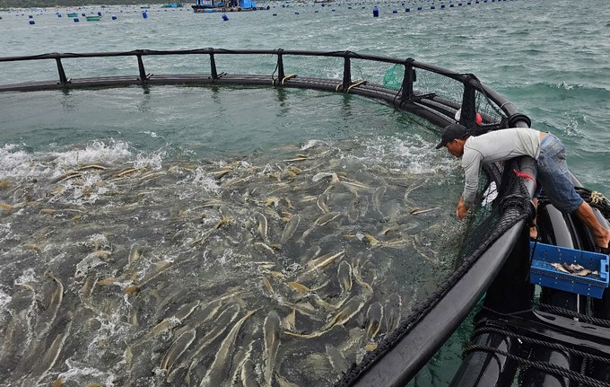 Cobia farming in HDPE cages in open sea in Cam Ranh city, Khanh Hoa province. Photo: KS.