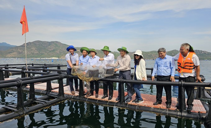 Marine farming cages made of HDPE material are firm and environmentally friendly. Photo: KS.