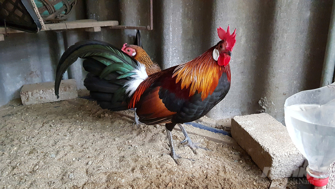 Red junglefowl possess high nutritional content and economic value. Photo: Quoc Toan.