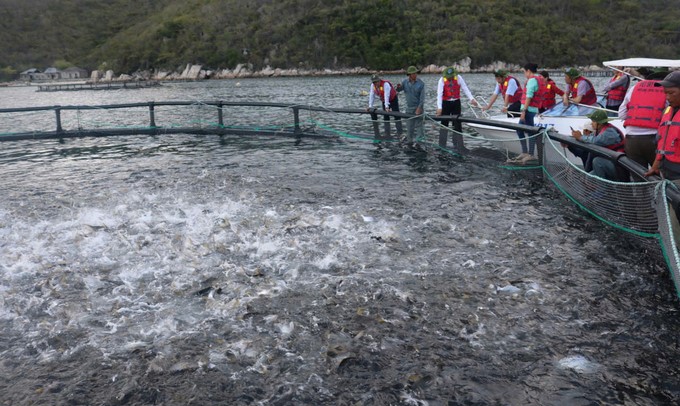 In Khanh Hoa province, there are currently many businesses investing in marine farming. Photo: KS.
