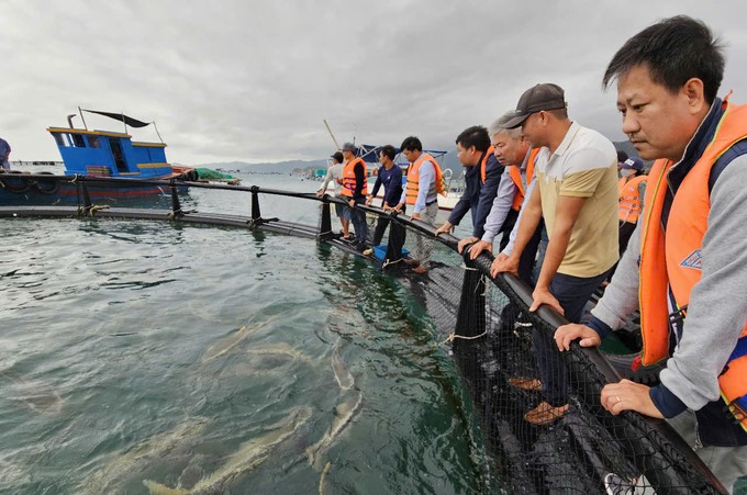 Farmers are excited that aquaculture in open seas brings remarkable results. Photo: KS.