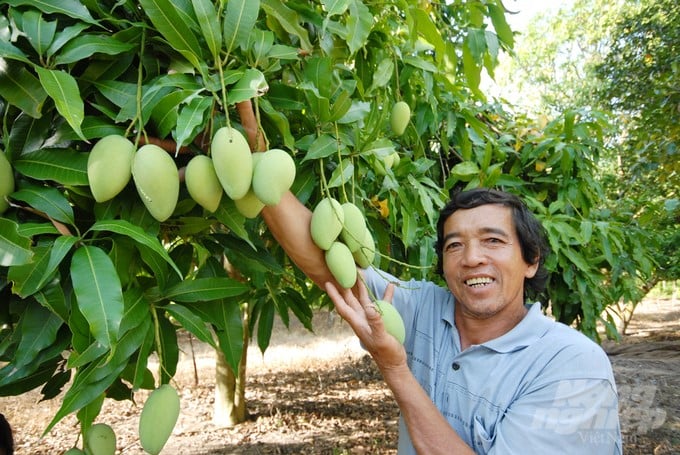Currently, the entire province has issued 514 codes with a total growing area of nearly 18,000 hectares. Photo: Le Hoang Vu.