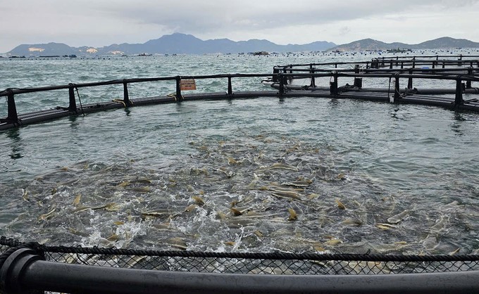 Khanh Hoa province has supported people to reach out to the sea for aquaculture. Photo: KS.