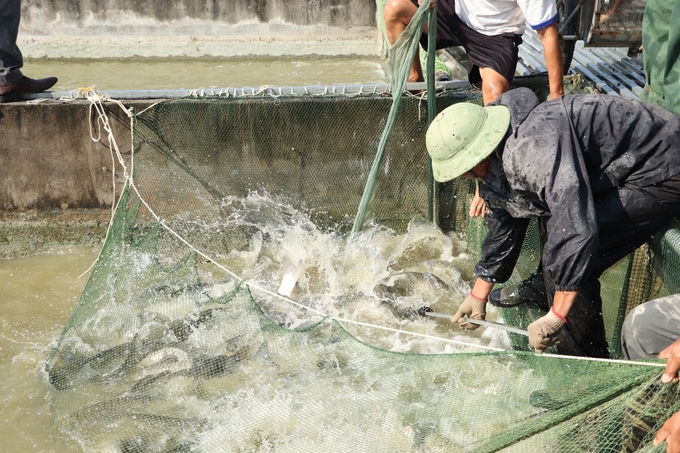 51-171935_282.jpg Chi cục Chăn nuôi, Thủy sản và Thú y Hà Nội đã thông báo tiếp nhận 17 hồ sơ công bố hợp quy đối với giống thủy sản.