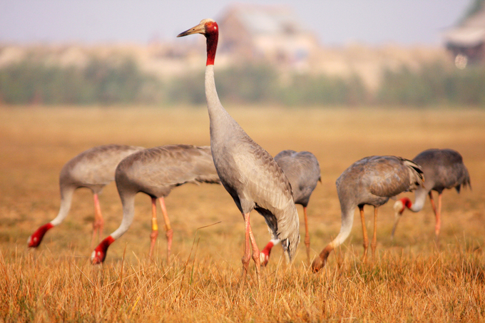 The sarus crane conservation project not only aims to protect this rare bird species but also serves as a driving force for sustainable development at Tram Chim National Park. Photo: Le Hoang Vu.