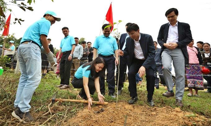 Approximately 35 hectares of forest were planted during the initial phase of the program. Photo: Nguyen Quynh.