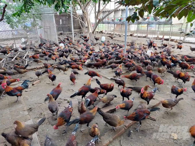 Le Do Chinh's red junglefowl farm brings in hundreds of millions of VND in revenue every year. Photo: Quoc Toan.