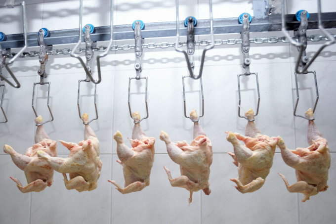 GAP Resource, one of the leading Russian broiler meat manufacturers, is considering establishing poultry processing capacities in Africa and is primarily interested in the production of poultry products in the ready-to-eat and ready-to-cook segments. Photo: Canva.