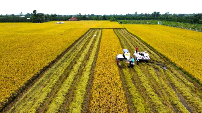 Vietnam is currently one of the world's leading rice exporting countries. Photo: Kim Anh.