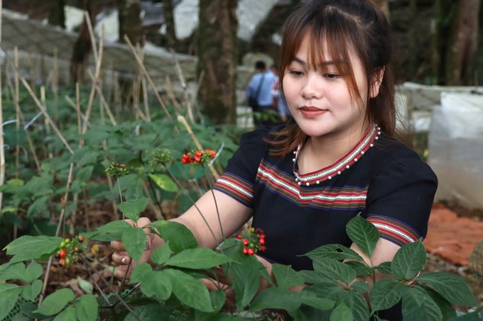 Ngoc Linh ginseng has received official recognition as a Vietnam’s National Treasure. Photo: Tuan Anh.