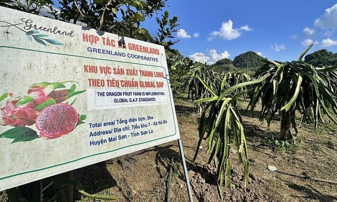 A dragon fruit garden in Mai Son district, Son La province. Photo: Duc Binh.