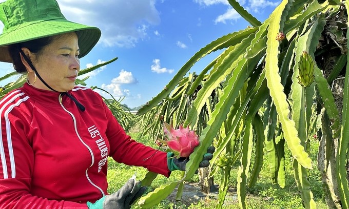 According to Ms. Dung, off-season dragon fruit gives much better income. Photo: Duc Binh.