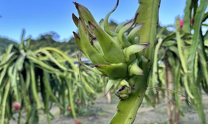 For the best quality, each branch should only have 1-2 dragon fruits. Photo: Duc Binh.