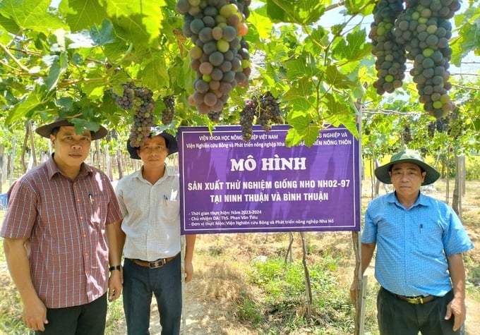 cong-nhan-tien-bo-ky-thuat-quy-trinh-canh-tac-giong-nho-ruou-nh02-97-080535_267.jpg Giống nho rượu NH02-97 đã được Viện Nha Hố công bố giống lưu hành theo quy định của Luật Trồng trọt 2018. Ảnh: Phan Công Kiên.