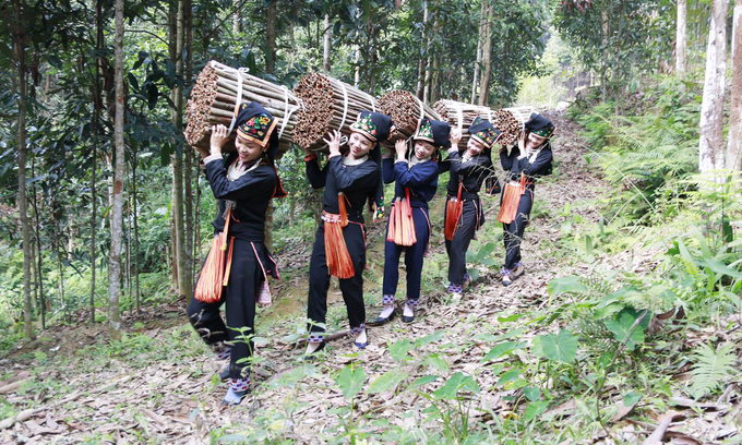 tang-thu-nhap-hon-100-lan-nho-chuyen-dich-san-xuat-theo-huong-xanh-102347_615.jpg Người dân thu hoạch quế tại miền núi phía Bắc. Ảnh: Hồng Vân.