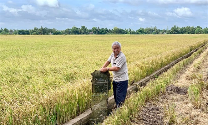 Using satellite data and artificial intelligence in alternate wetting and drying (AWD) farming helps farmers save water and irrigation costs, reduce labor, and ensure productivity. Photo: Huu Duc. 