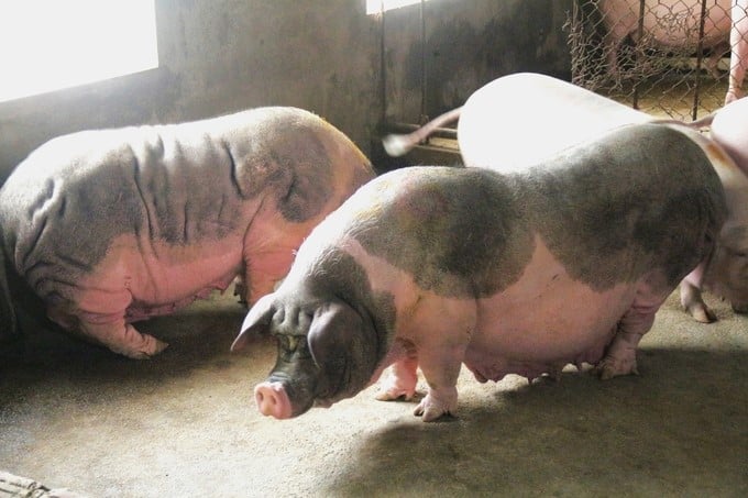 The Philippines is currently investigating the safety of the AVAC ASF LIVE vaccine in sows. Photo: Pham Hieu.