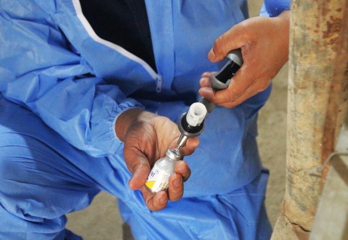 The Philippine Government has ordered 500,000 doses of the AVAC ASF LIVE vaccine for porkers from Vietnam according to control procedures. Photo: Pham Hieu.