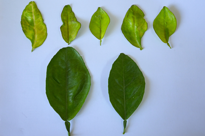 bao-boi-giup-xac-dinh-benh-greening-tren-cay-co-mui-trong-2-phut-064046_730.jpg Bệnh Greening có đến 9 biểu hiện khác nhau về vàng lá nên cần có kit chẩn đoán để xác định, nhằm khoanh vùng, xử lý sớm. Ảnh: Tùng Đinh.