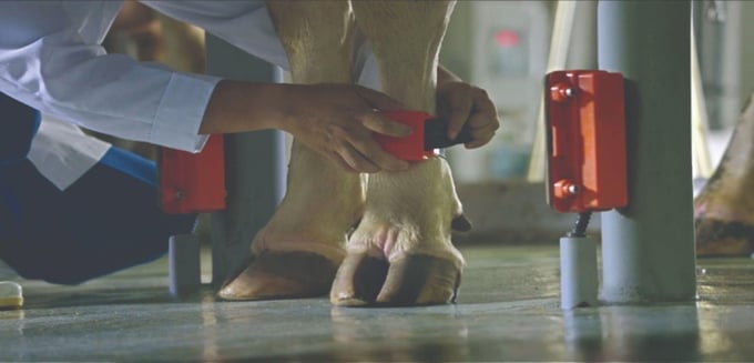 quy-trinh-tu-dong-co-den-ly-sua-th-true-milk-152612_42.jpg Cận cảnh những con chip để theo dõi, giám sát sức khoẻ đàn bò.
