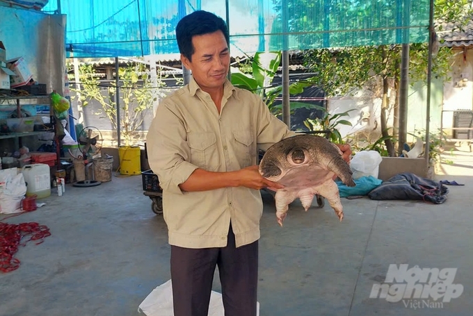 3-170228_20-170228.jpg Ba ba gai thương phẩm. Ảnh: Hải Tiến.