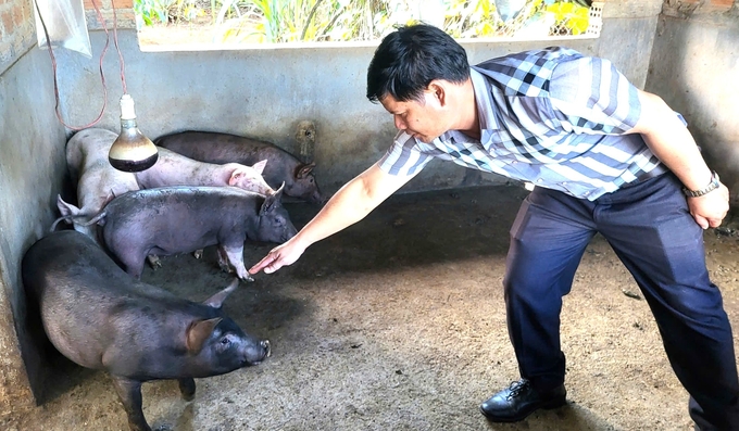 can-bo-thu-y-kiem-tra-dan-lon-100306_147.jpg Cán bộ thú y kiểm tra đàn lợn. Ảnh: ĐL.