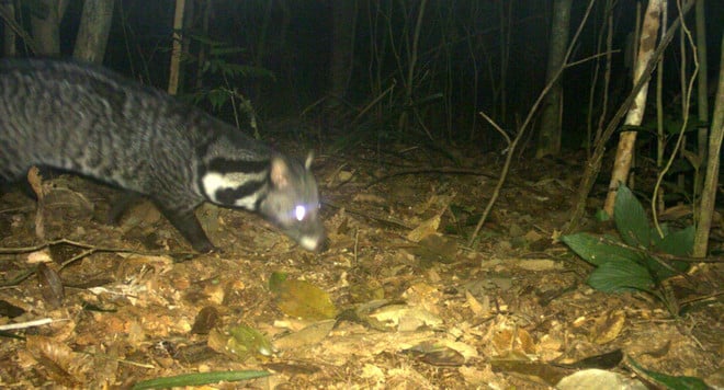 In recent years, many new species of flora and fauna have been discovered in Xuan Lien Nature Reserve. Photo: VNA. 