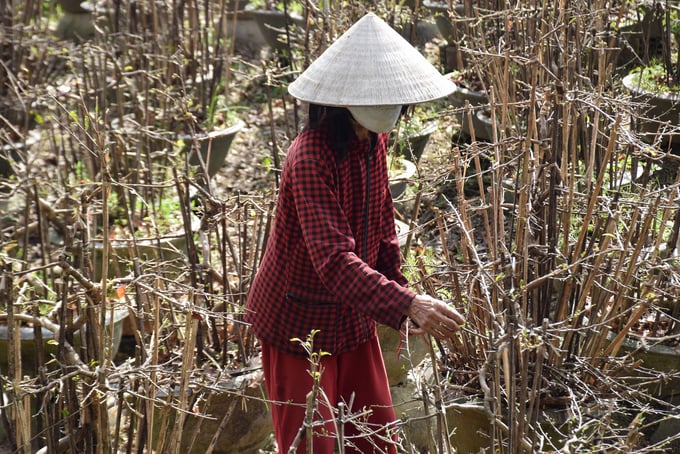 1-160249_953.jpg Thời tiết những ngày cuối năm lạnh kéo dài, nhiều nhà vườn ở thị xã An Nhơn (Bình Định) đã vặt lá mai sớm hơn mọi năm để cây cho hoa đúng dịp Tết Nguyên đán. Ảnh: V.Đ.T.