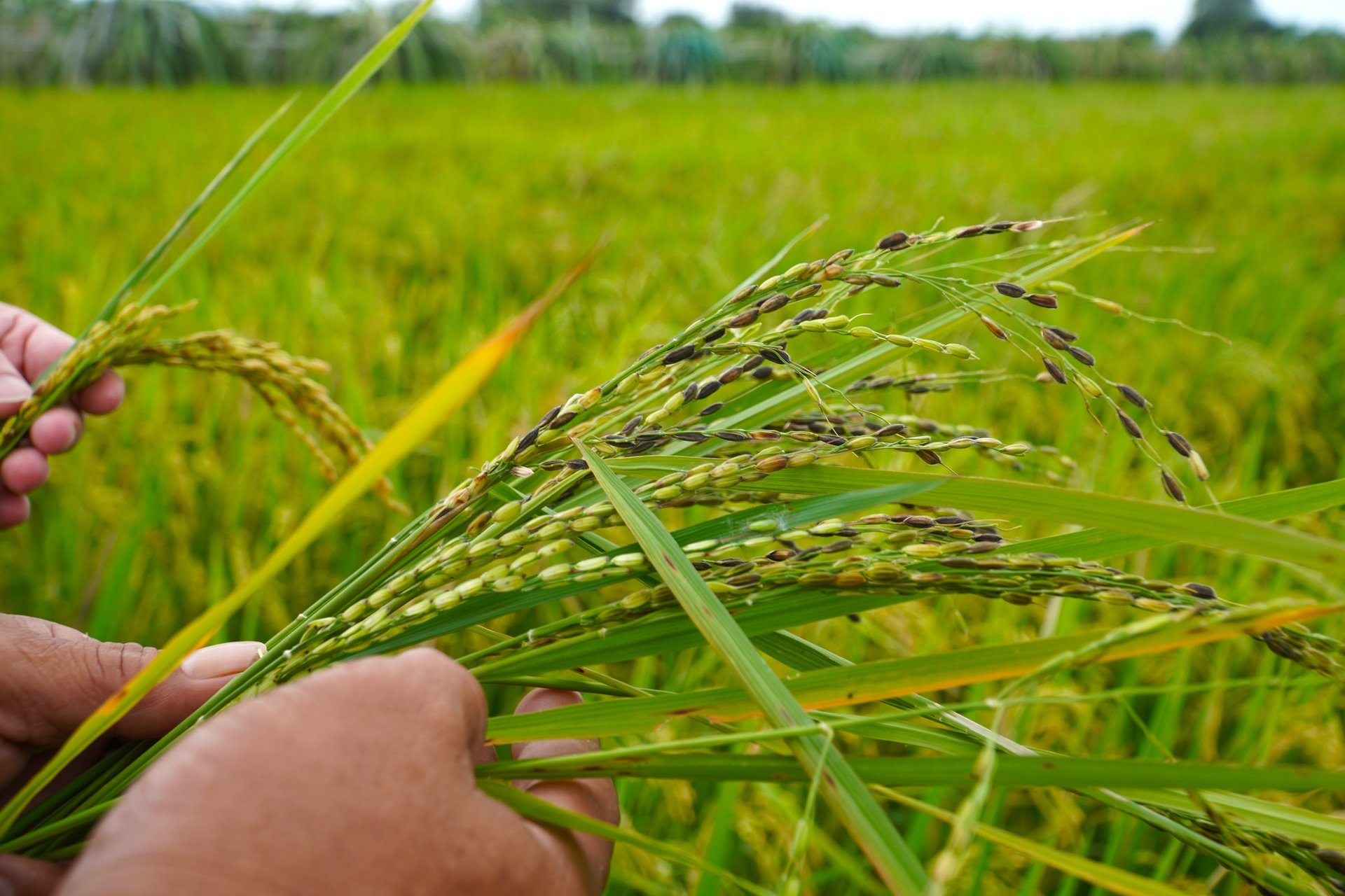 Nhiều cánh đồng lúa ở tỉnh Bình Thuận bị lúa cỏ hoành hành, ảnh hưởng đến năng suất. Ảnh: Kim Anh. Nhiều cánh đồng lúa ở tỉnh Bình Thuận bị lúa cỏ hoành hành, ảnh hưởng đến năng suất. Ảnh: Kim Anh.