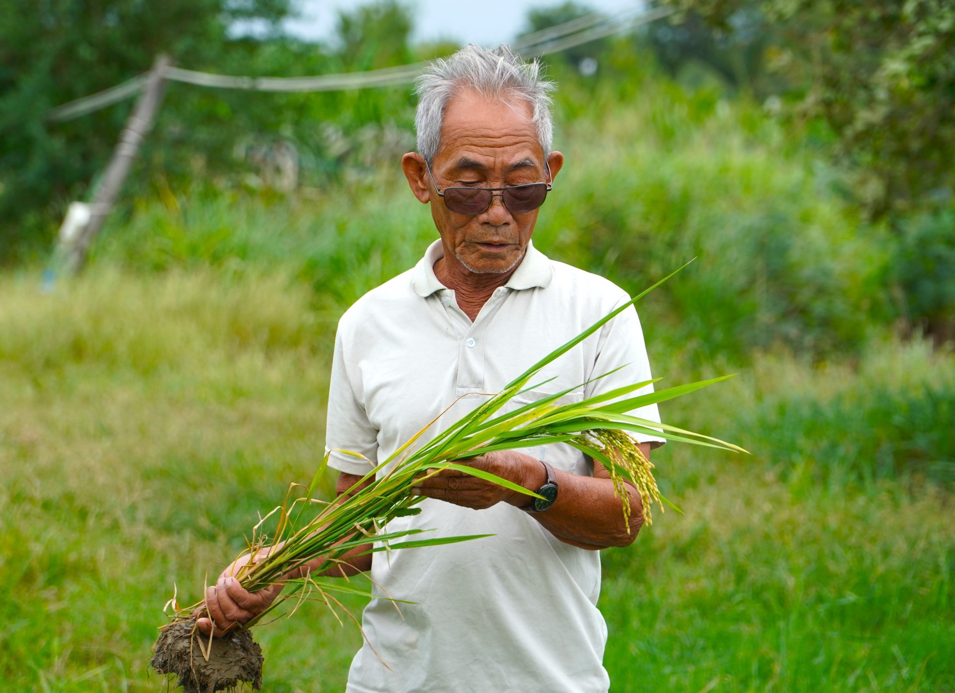 Nông dân Phan Cao Dư kiểm tra tình hình phát sinh lúa cỏ trên đồng ruộng. Ảnh: Kim Anh. Nông dân Phan Cao Dư kiểm tra tình hình phát sinh lúa cỏ trên đồng ruộng. Ảnh: Kim Anh.