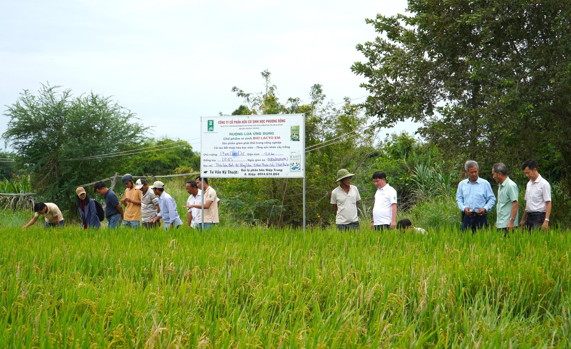 Cánh đồng thử nghiệm chế phẩm vi sinh Bio Lacto EM tại thôn Liêm Bình đang chứng minh hiệu quả hạn chế lúa cỏ trên 80%. Ảnh: Kim Anh. Cánh đồng thử nghiệm chế phẩm vi sinh Bio Lacto EM tại thôn Liêm Bình đang chứng minh hiệu quả hạn chế lúa cỏ trên 80%. Ảnh: Kim Anh.