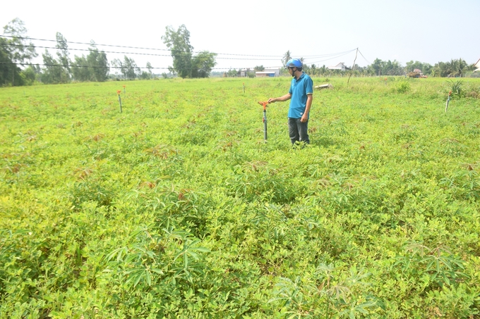 1-105235_27.jpg Mô hình trồng mì xen đậu phộng tại xã Cát Hiệp (huyện Phù Cát, Bình Định). Ảnh: V.Đ.T.