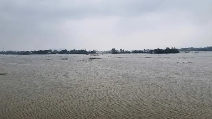 71603b9ce6d30f8d56c2jpg-202816_822.jpg Hơn 1.000ha lúa vụ đông xuân ở thị xã Đức Phổ (Quảng Ngãi) bị ngập úng. Ảnh: N.Y.