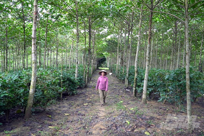 c0063t01-161838_111-161838.jpg Không gian sinh thái đáng sống tại vườn cà phê đặc sản Madam Hương Coffee. Ảnh: Võ Dũng.