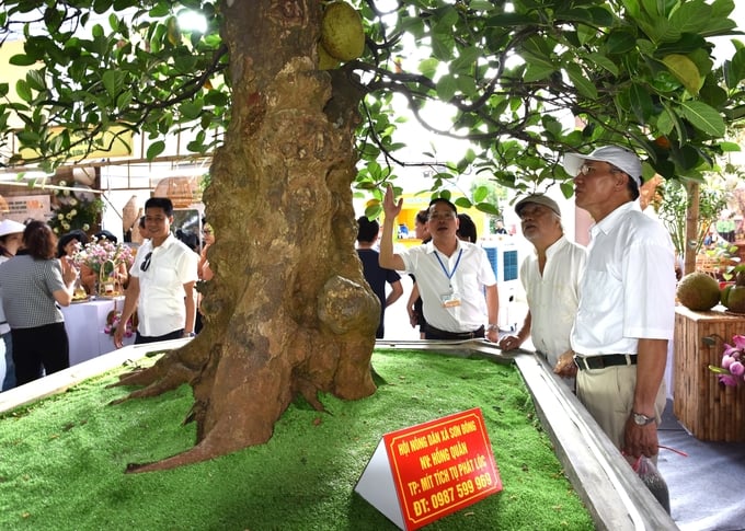 dsc_9720-135930_286.jpg Toàn thân cây mít nổi những u cục mà giới chơi cây gọi là lu. Ảnh: Dương Đình Tường.