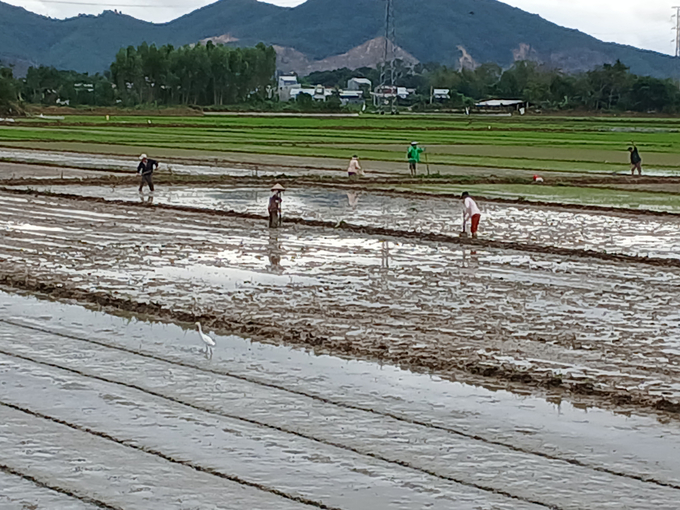 20241231_095123-172414_246.jpg Huyện Tuy Phước (Bình Định) có nhiều diện tích phải sạ đi sạ lại nhiều lần. Ảnh: V.Đ.T.