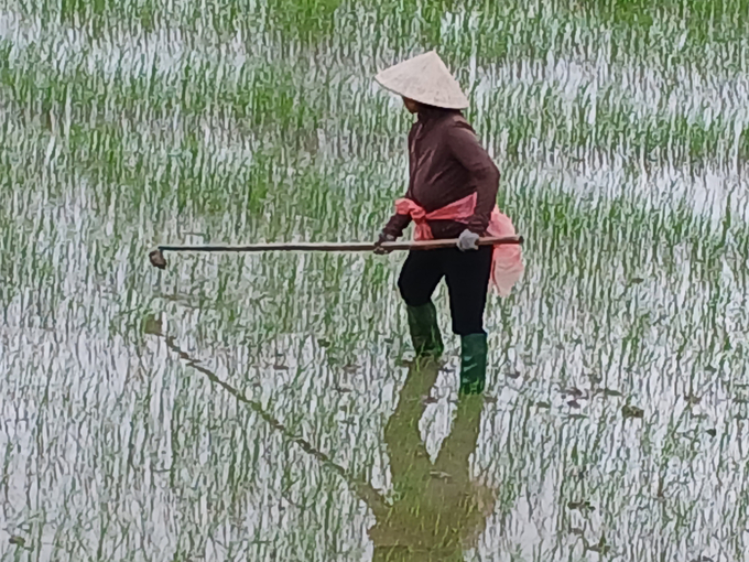 20241231_100033-172415_688.jpg Nông dân huyện Tuy Phước (Bình Định) đang dặm lại ruộng bị mưa ngập làm chết lúa non. Ảnh: V.Đ.T.
