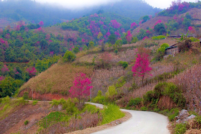 a-7-162905_247.jpg Loài hoa này tượng trưng cho sự bền bỉ, kiên cường của người Mông trong điều kiện khắc nghiệt. Ảnh: Thanh Tiến.