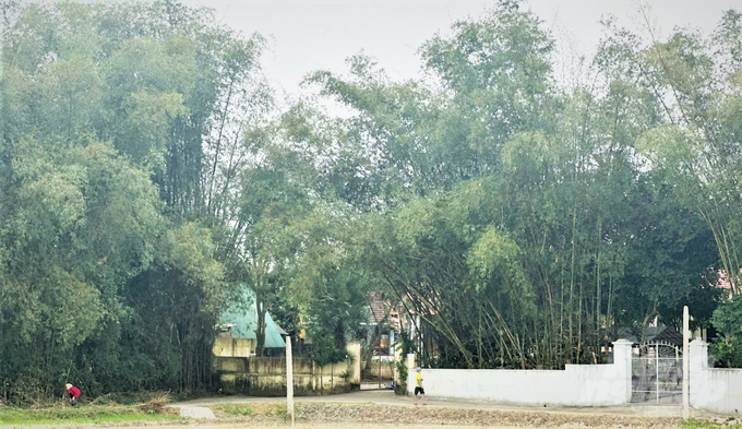 tre6-103659_256-103659.jpg Toàn xã Tùng Châu hiện đang duy trì hơn 50ha đất trồng tre. Ảnh: Thanh Nga.
