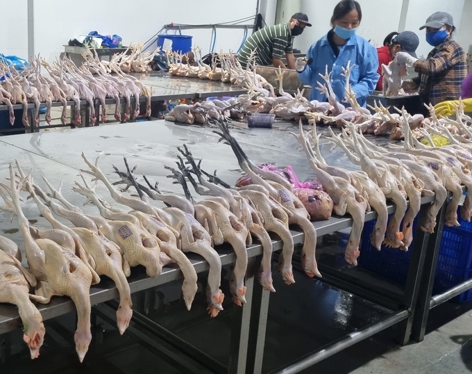 2-160347_987.jpg Gà mổ tại cơ sở giết mổ động vật tập trung được đóng dấu kiểm dịch. Ảnh: V.Đ.T.