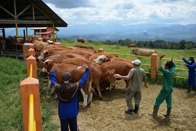 1x-1-2-132511_420.jpg Nông dân lùa đàn gia súc vào chuồng ở Mengatas, Indonesia. Ảnh: Bloomberg.