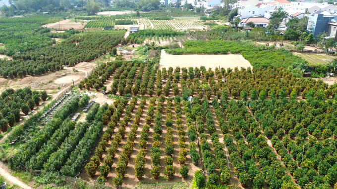 1-085839_665.jpg TP Hội An (Quảng Nam) được xem là thủ phủ quất cảnh của khu vực miền Trung, đây cũng là nghề mang lại nguồn thu nhập chính cho hàng trăm hộ dân ở xã Cẩm Hà và phường Thanh Hà. Những ngày đầu tháng Chạp âm lịch, những vườn quất cảnh nơi đây đã chuyển sang màu vàng rực sẵn sàng cung ứng cho thị trường Tết Nguyên đán Ất Tỵ 2025.