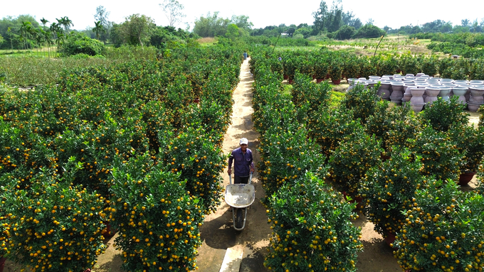 2-085840_633.jpg Theo thống kê của UBND TP Hội An, vụ quất cảnh năm nay, toàn thành phố có khoảng 100.000 chậu quất cảnh các loại với nhiều mức giá khác nhau. Giá bán dao động từ vài trăm ngàn đến hàng triệu đồng tùy theo chậu lớn, nhỏ.